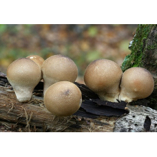 Мицелий Дождевика грушевидного (Lycoperdon pyriforme)